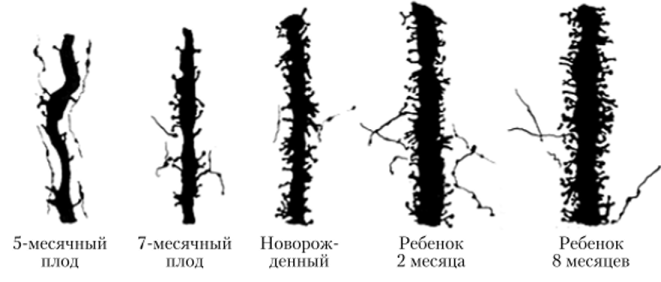 Развитие шипиков на дендритах корковых нейронов.