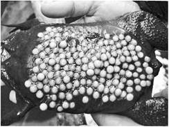Вынашивание яиц на спине одним из видов жаб – нивой суринамской.
