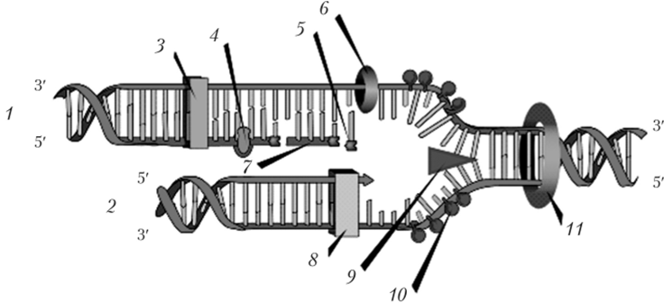 Схема процесса репликации ДНК.