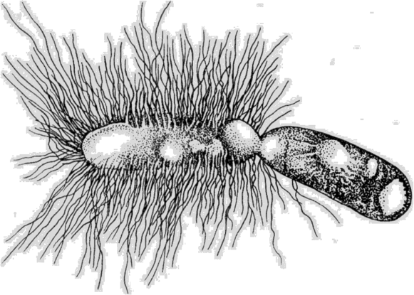 Недавно разделившаяся клетка бактерии рода Klebsiella. Электронная микрофотография, х2500 (по.