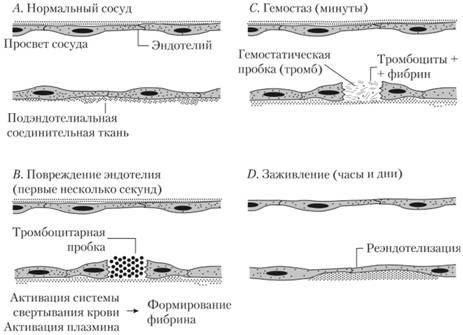 Схема механизма нормального гемостаза.