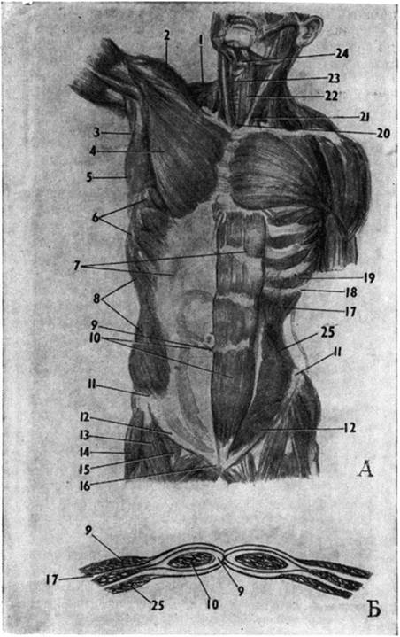 Мышцы живота, плечевого пояса и шеи.