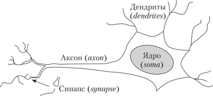 Схема биологического нейрона.
