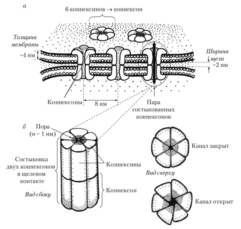 Схема устройства электрического синапса (щелевого контакта) (а) и совмещение коннексонов, встроенных в преи постсинаптическую мембрану в месте сближения мембран и образования щелевого контакта (б).