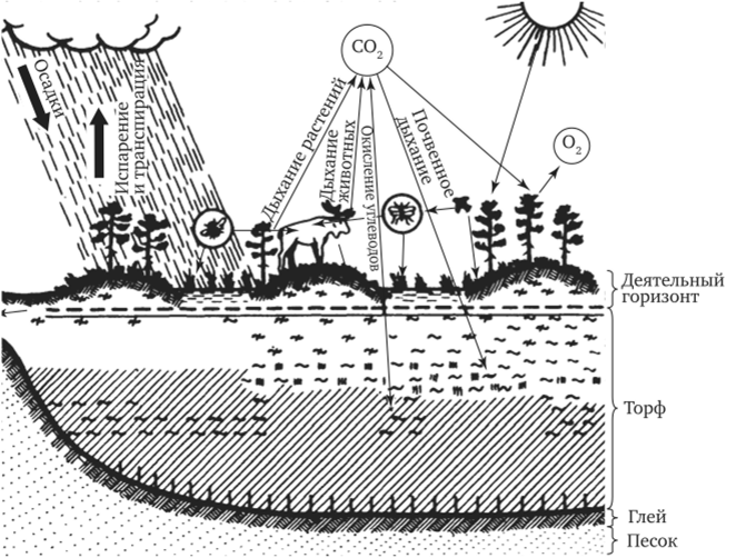 Биогеоценоз — открытая экологическая система.
