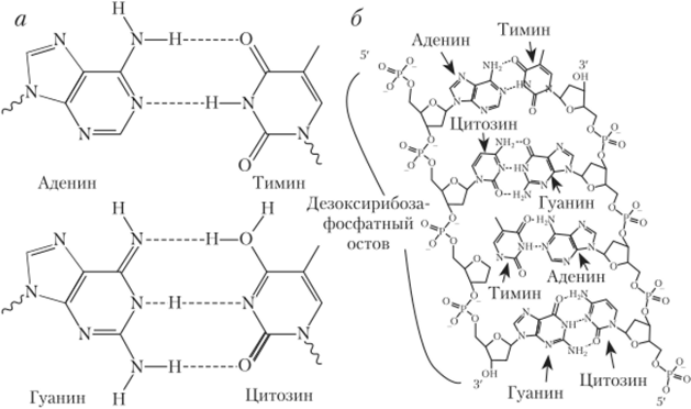 Пары комплементарных азотистых оснований и формируемые ими водородные связи (пунктир) (а); пример антипараллельных комплементарных цепей ДНК (б).