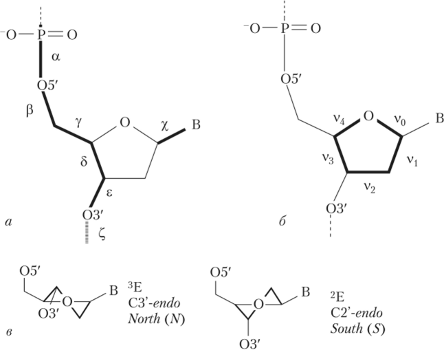 Торсионные углы, определяющие конфигурацию остова нуклеотидной цепи, и угол %, определяющий ориентацию азотистого основания.