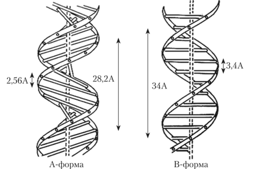 Схематичное изображение Аи В-форм ДНК.