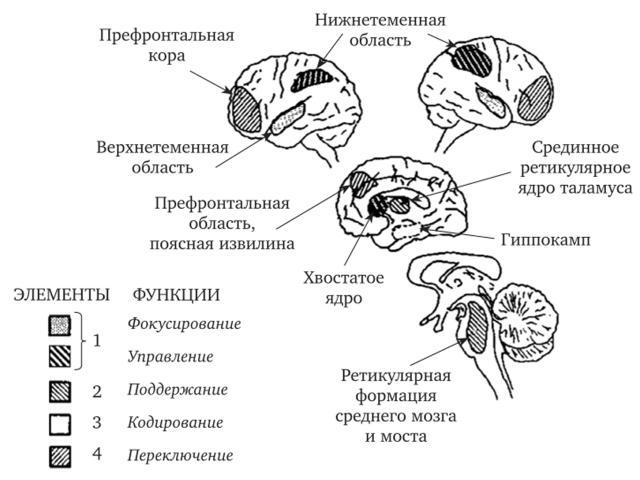 Модель внимания, разработанная А. Мирски (Mirsky А., 1987).