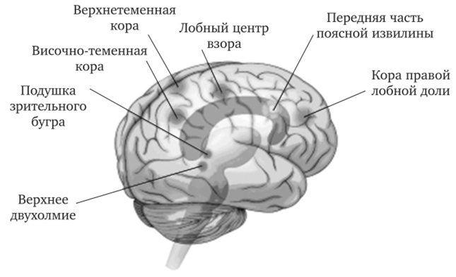 Организация процессов внимания по М. Познеру (2002).