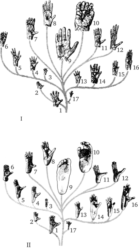 Схема 10. Форма дистальных отделов конечностей приматов.