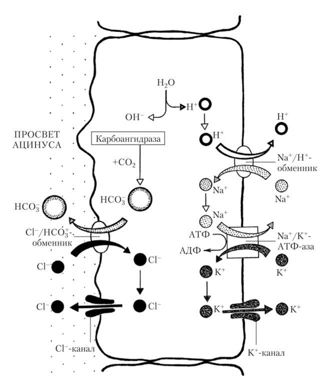 Механизм секреции бикарбонатов (НС0) ацинарными клетками поджелудочной железы.