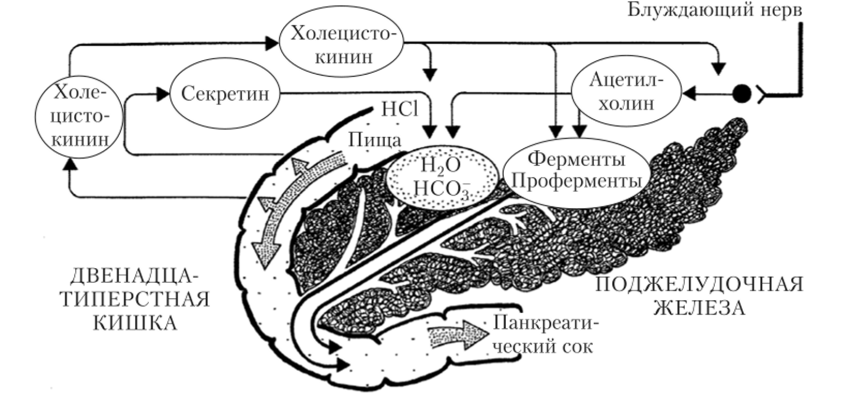 Нейроэндокринный контроль секреции компонентов панкреатического сока поджелудочной железой.