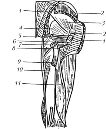 Мышцы таза и бедра, правого (вид сзади).
