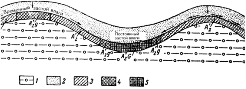 Схема распространения но элементам рельефа почв с ратными контактными горизонтами и движения почвенных растворов (по Долговой, 1963).
