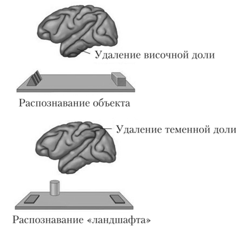 Различные задачи и участки мозга, обеспечивающие успешное их решение, в эксперименте Мишкина и Анджерлейдер.