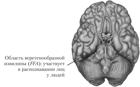 Активность веретенообразной извилины, расположенной на нижней поверхности височной доли головного мозга на границе с затылочной долей, при восприятии лиц.