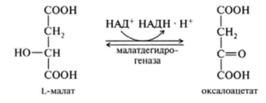 Химизм реакций цикла трикарбоновых кислот (цикл ТКК).