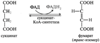 Химизм реакций цикла трикарбоновых кислот (цикл ТКК).