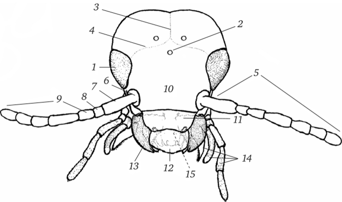 Строение головы насекомого (по Gullan, Cranston, 2005, с изменениями).