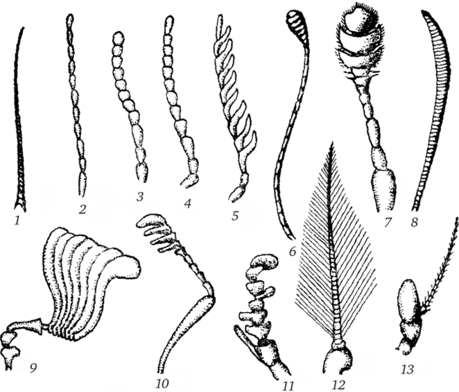 Типы антенн насекомых (по Бей-Биенко, 1976).