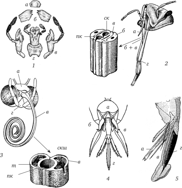 Типы ротовых аппаратов насекомых (по разным авторам).