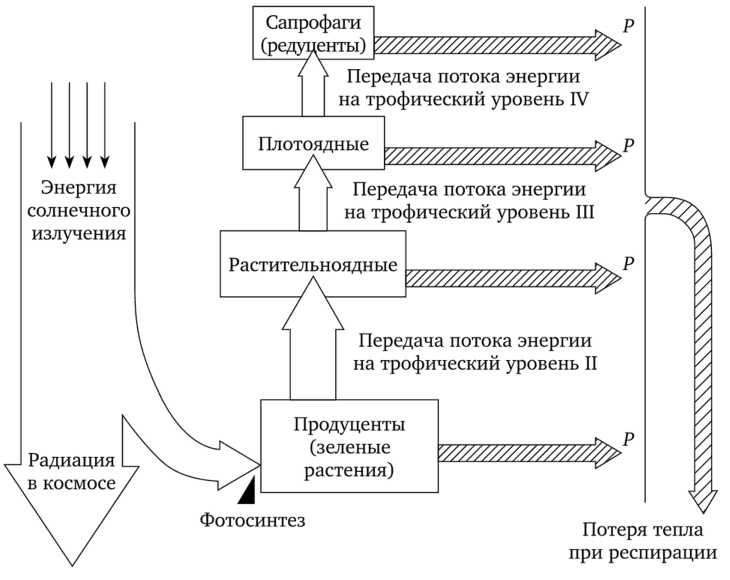 Распределение потока солнечной энергии в экосистемах (по В. П. Казначееву, 1989).