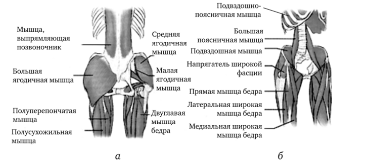 Мышцы средней части тела и бедра.