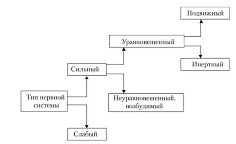 Типы нервной системы (по И. П. Павлову).