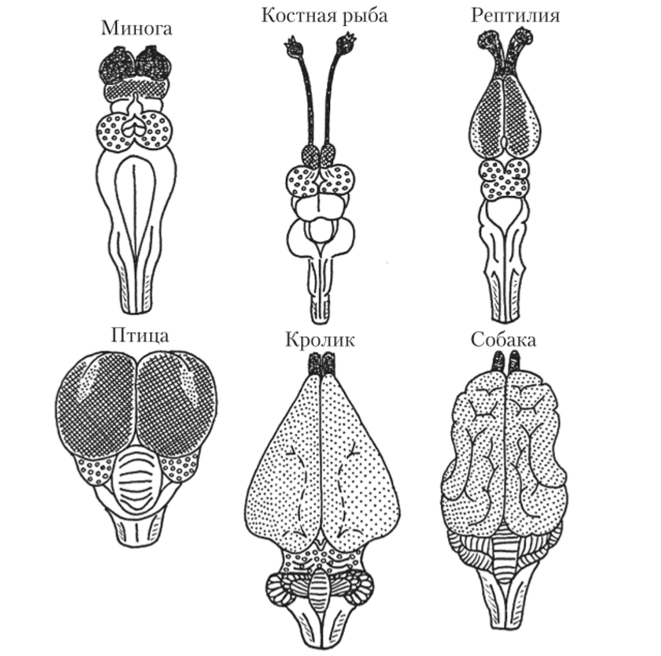 Головной мозг разных классов позвоночных с дорсальной стороны.