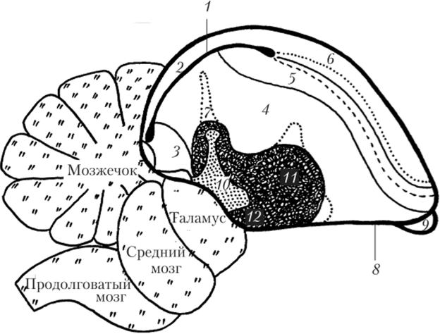 Основные структуры конечного мозга птиц (по Е. D. Jarvis).