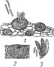 Спороношение гриба Septoria nodorum.