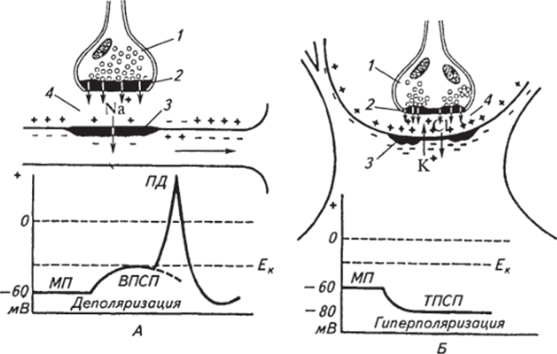 Схема функции возбуждающего (А) и тормозящего (Б) синапсов.