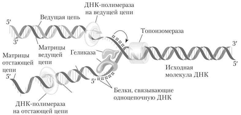 Схематичное изображение процесса репликации ДНК.