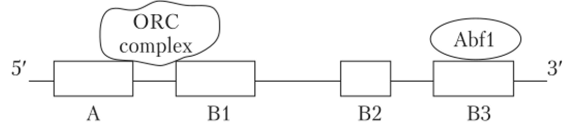 Структура генетически детерминированного локуса инициации репликации у пекарских дрожжей (Saccharomyces cerevisiae).