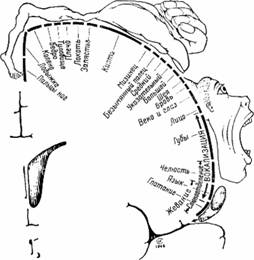 Проекционные зоны различных частей тела человека в сенсорной области коры головного мозга (по У. Пенфилду).