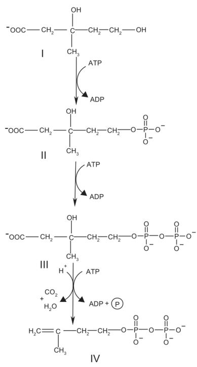 Биосинтез изопентенилнирофосфата в цитозоле (мевалонатный путь) [см.