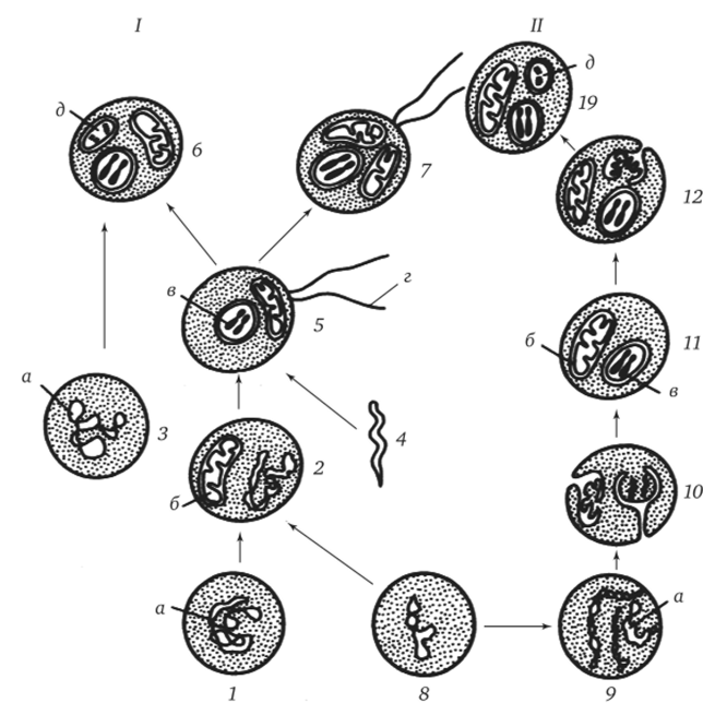 Происхождение эукариотической клетки согласно симбиотической (Г) и инвагинационной (Я) гипотезам.