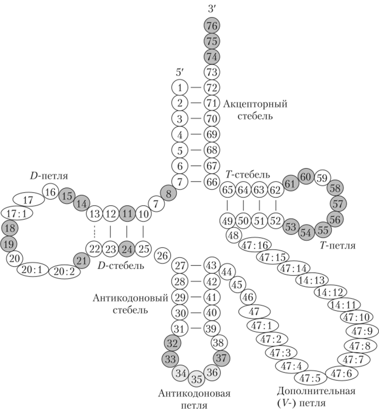 Рис. 6.11. Вторичная структура т-РНК1.