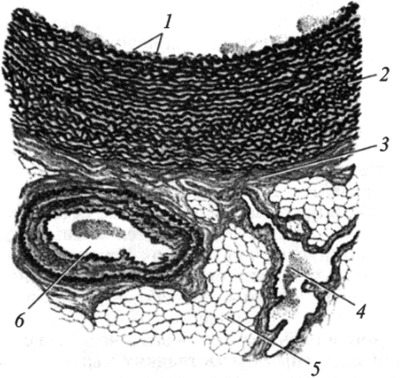 Строение артерии эластического типа — аорты.