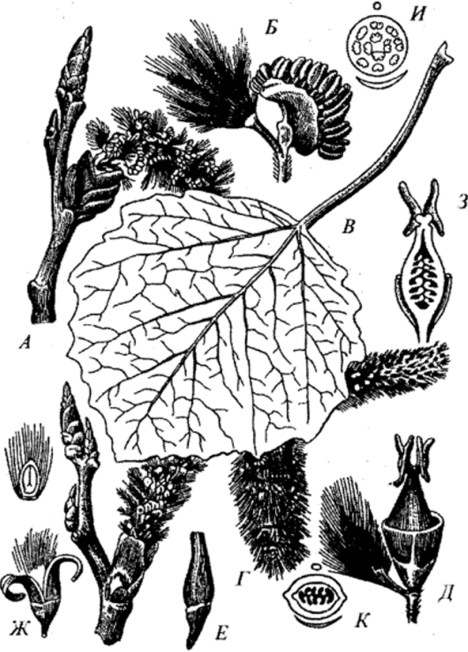 Осина (Populus tremula).