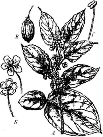 Актинидия коломикта (Actinidia colomicta).