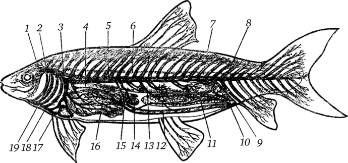 Внутренности и схема кровообращения у рыб (сосуды с венозной кровью обозначены сплошной черной тушевкой; сосуды с артериальной кровью — штриховкой) (из Hofer'a).