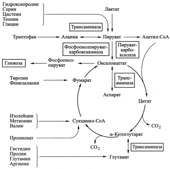 Аминокислоты в общей схеме метаболизма организма.