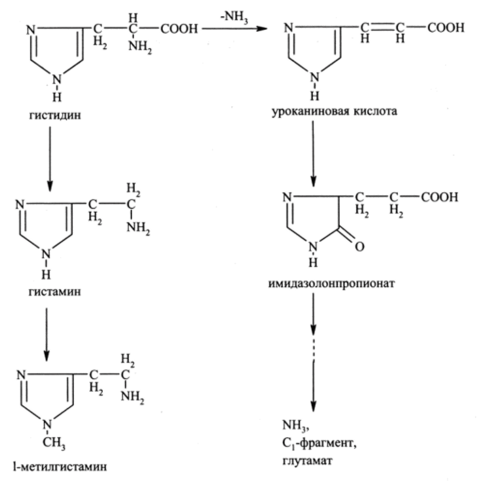 Метаболизм аминокислот и нуклеотидов.