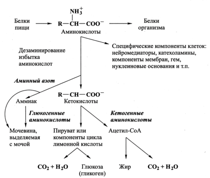 Общая схема метаболизма аминокислот.