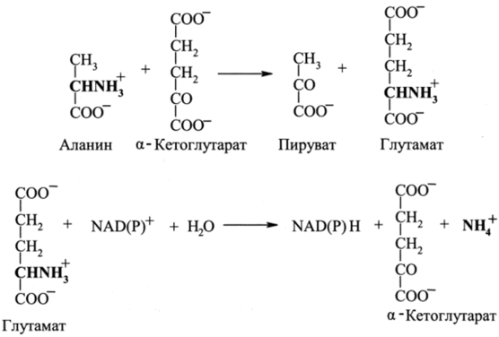 Метаболизм аминокислот и нуклеотидов.