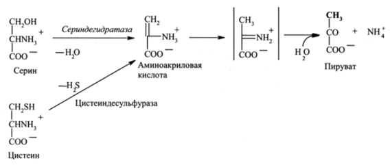 Гистидин дезаминируется с образованием уроканиновой кислоты, которая в серии последующих реакций превращается в аммиак, С |-фрагмент, присоединенный к тетрагидрофолиевой кислоте, и глутаминовую кислоту.