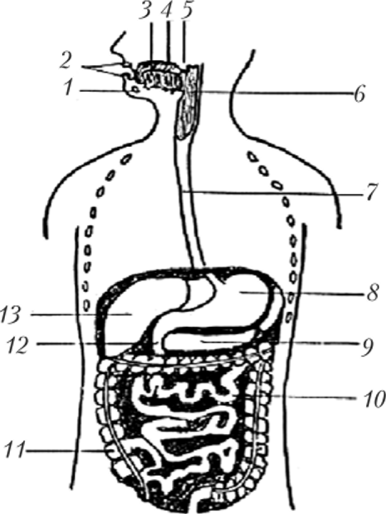 Схема пищеварительного тракта.