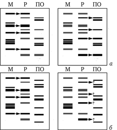 Сравнительное генотипоскопическое исследование крови матери (М), ребенка (Р) и предполагаемого отца (ПО) на предмет установления отцовства.